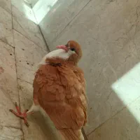 کبوتر|پرنده|فولادشهر, B2|دیوار