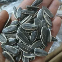 تخمه افتابگردان s400