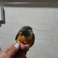 طوطی گرینچیک سینه سرخ|پرنده|مسجد سلیمان, |دیوار