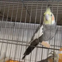 عروس هلندی|پرنده|ری, دولت‌آباد|دیوار