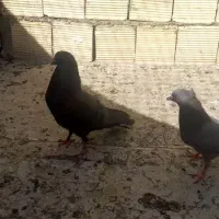 کبوتر اصفهانی صداکن مهلقی کفتر