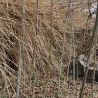 نهال گردو و بادام