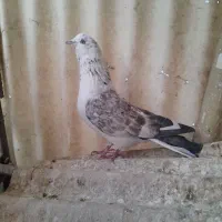 کبوتر غریب گیری