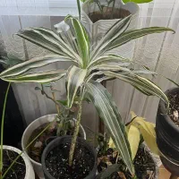 گلدان|گل و گیاه طبیعی|بندر انزلی, نیمه شعبان|دیوار