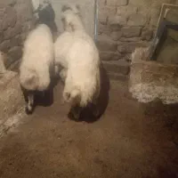 گوسفند نرگوشتی