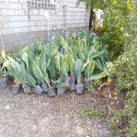 گل سنسو ریا ابلغ پوست ماری|گل و گیاه طبیعی|رشت, فخب|دیوار
