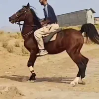 اسب|اسب و تجهیزات اسب‌سواری|تبریز, |دیوار