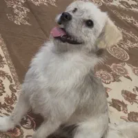 سگ گمشده