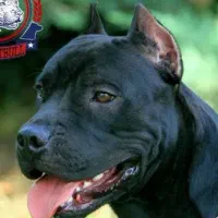 دوعدد سگ‌پیت بول مشکی وقهوه ای