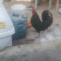 خروس مشکی محلی جون