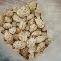 خریداربادام بصورت نقدی به بالاترین قیمت روز|خدمات باغبانی و درختکاری|ارزوئیه, |دیوار