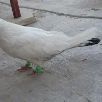 کفتر قشنگ