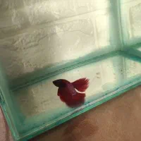 فایتر هافمون