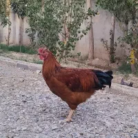 خروس طوسی (بلو) نژاد آیسبار زینتی، برهما|حیوانات مزرعه|تهران, طرشت|دیوار