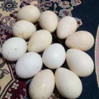 تخم بوقلمون 12عدد‌قیمت‌دانه‌ی‌60‌تومان