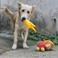 واگذاری رایگان سگ ۱ ساله|سگ|بابل, |دیوار