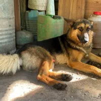 واگذاری ژرمن ورک اصیل