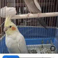 فروش دو عروس هلندی نرو ماده با قیمت مناسب