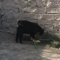 س. سه. تابزابست