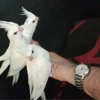 آلبینو چشم شرابی