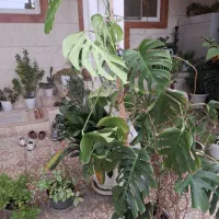 برگ انجیری مخصوص داخل آپا تمان