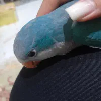 راهب آبی دستی