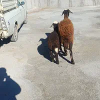 3600000|حیوانات مزرعه|قره چای, |دیوار