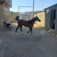 کره اسب مادیان ۳ ساله