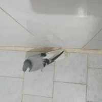 کبوتر پیداشده