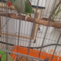 شاه طوطی نر ۴ماهه سخنگو به شرط