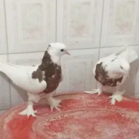 کبوتر‌طوقی مفلق|پرنده|اصفهان, مسجد مصلی|دیوار