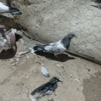 کبوتر گرفتنی|پرنده|زابل, |دیوار