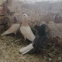 سار|پرنده|بجنورد, |دیوار