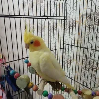 یک جفت عروس هلندی کاملا سالم و زرنگ|پرنده|گلبهار, شهر جدید گلبهار|دیوار