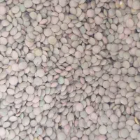 عدس بذری|خوردنی و آشامیدنی|جعفرآباد, |دیوار