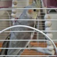 عروس هلندی ماده