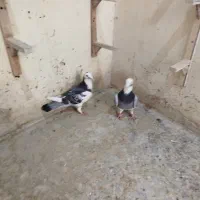 6عدد ماده کار درست