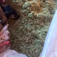 چاپر یا ذرت خرد شده