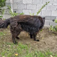 سگ ژرمن بلک|سگ|رشت, گلسار|دیوار