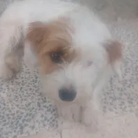 واگذاری سگ پاکوتاه ماده