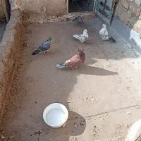 کبوتر|پرنده|خرمدره, |دیوار