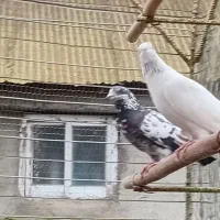 کبوترتیر ماهی|پرنده|لنگرود, |دیوار