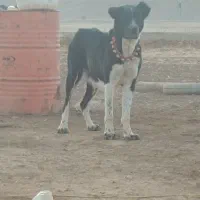 واگذاری سگ قدرجونی|سگ|دزفول, |دیوار