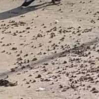 کبوتر|پرنده|شیراز, دلگشا|دیوار