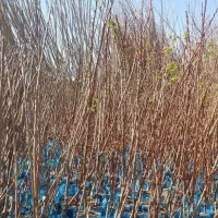 نهال بادام تونو|گل و گیاه طبیعی|رشت, پسیخان|دیوار