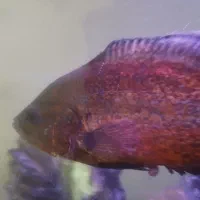 اسکار وارداتی سلطنتی