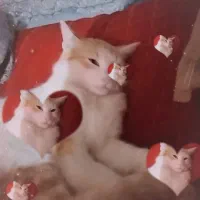 این گربم گم شده است|حیوانات|مشهد, نوغان|دیوار