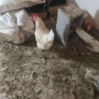 دو تا مرغ محلی تخم گذار درجه یک