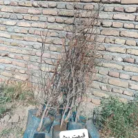 پسته پیوندی / کشت بافت / کبوده / بادام فرانسیس