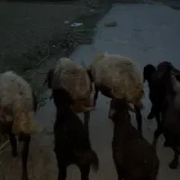 گوسفندافشار بره دار میانسال